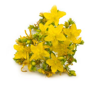 St. John's wort clipart