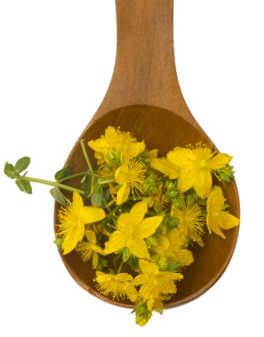 St John's wort clipart