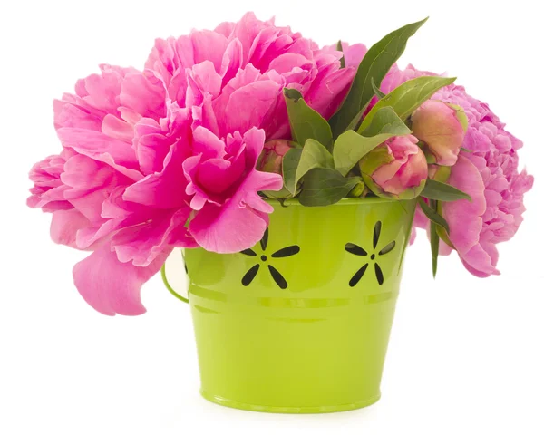 Beautiful pink peonies in bucket — Stock Photo, Image