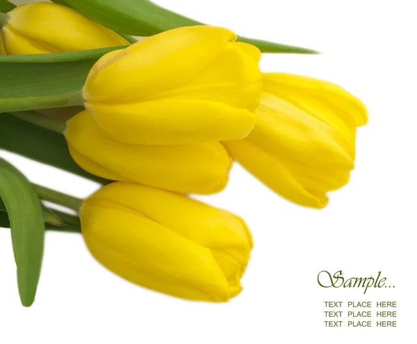 Tulipes jaunes avec l'endroit pour votre texte — Photo