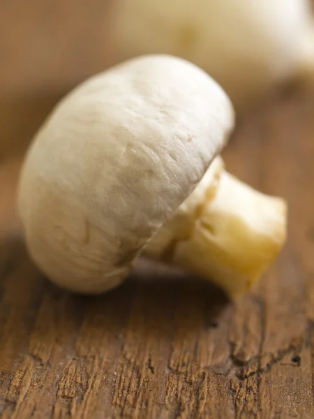 Mushroom, shallow focus — Stock Photo, Image