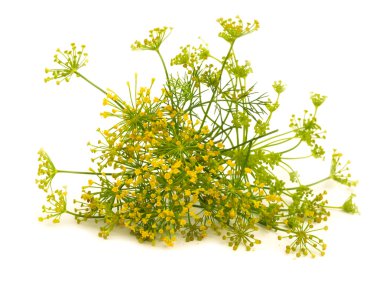 Fennel flower isolated on the white clipart