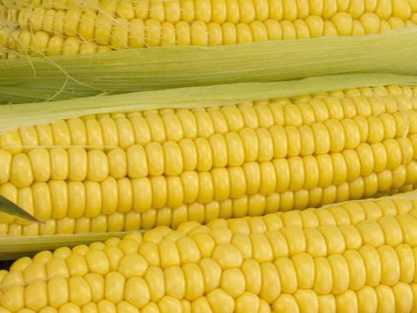 stock image Corn