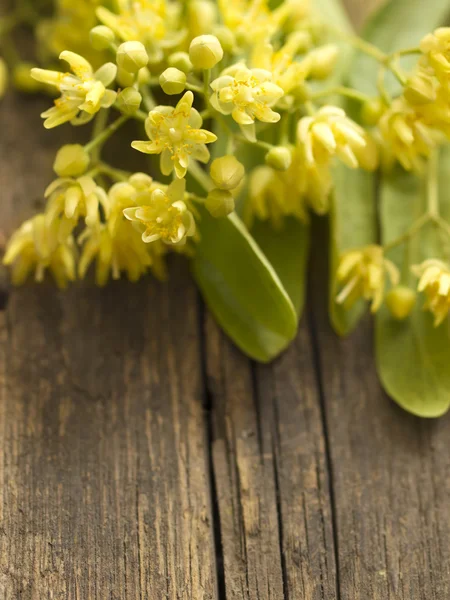 Flores de tília na velha mesa de madeira, detalhe — Fotografia de Stock