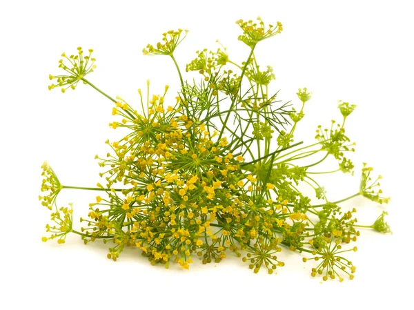 Fennel flower isolated on the white — Stock Photo, Image