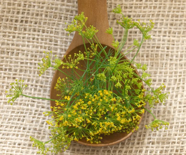 Flores de hinojo especias en la cuchara — Foto de Stock