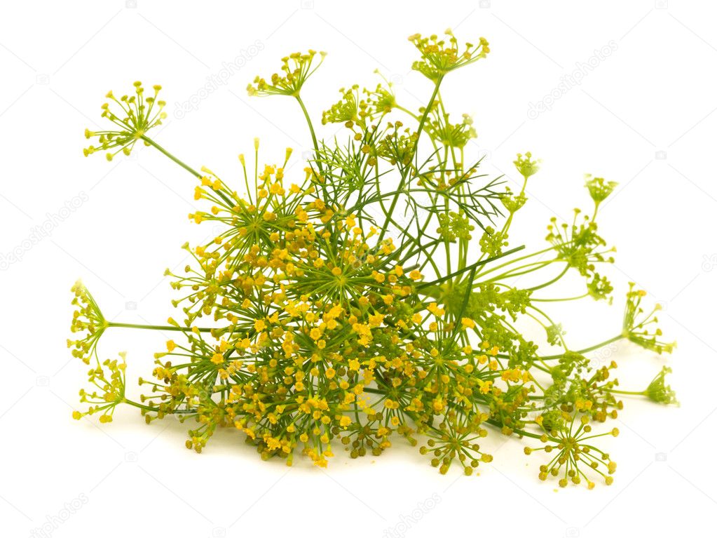 Fennel flower isolated on the white