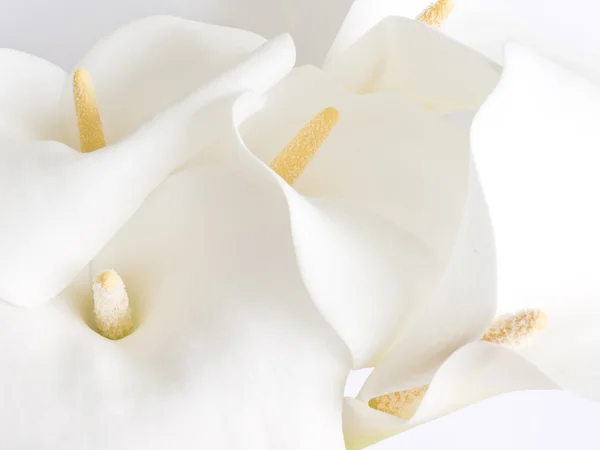 Bílá kala květiny — Stock fotografie
