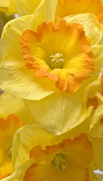 Fundo floral amarelo — Fotografia de Stock