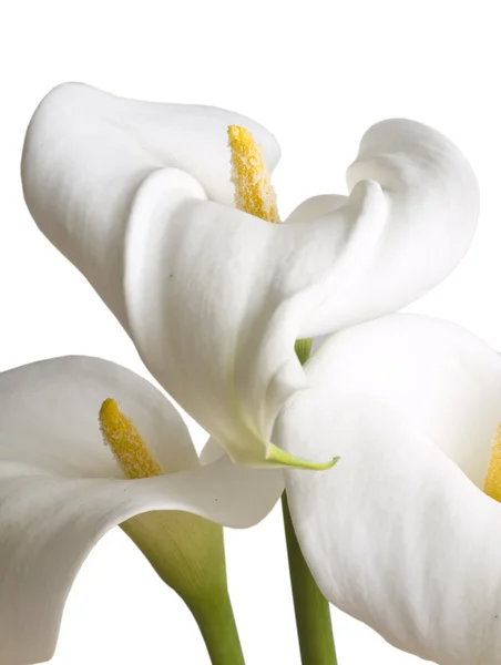 Calla flowers isolated — Stock Photo, Image