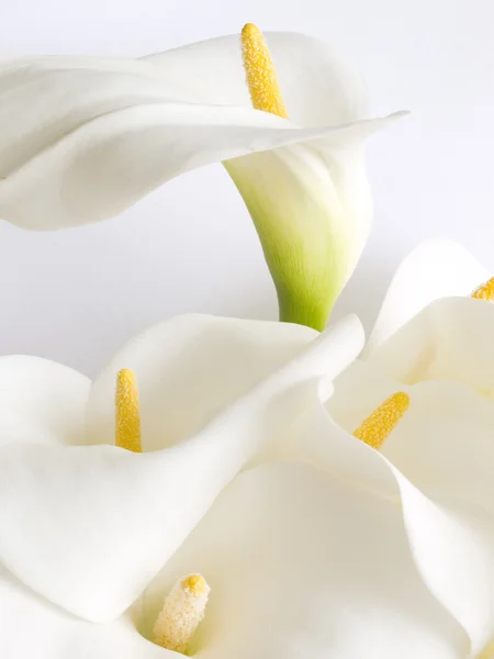 stock image Calla flowers isolated