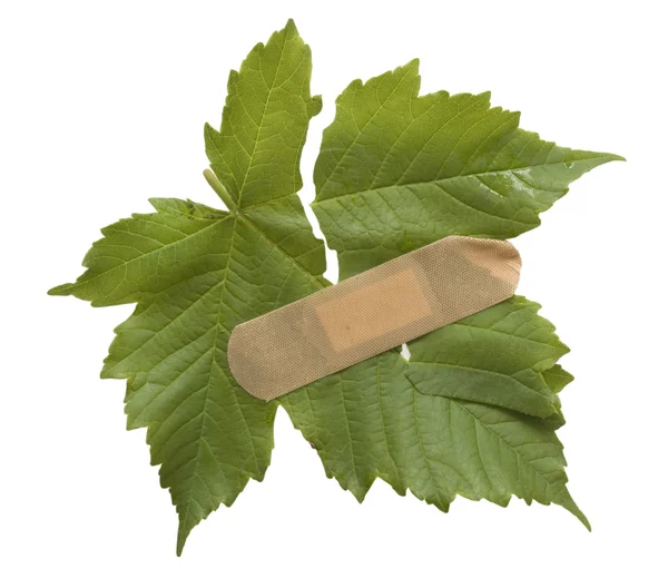 Injured leaf — Stock Photo, Image