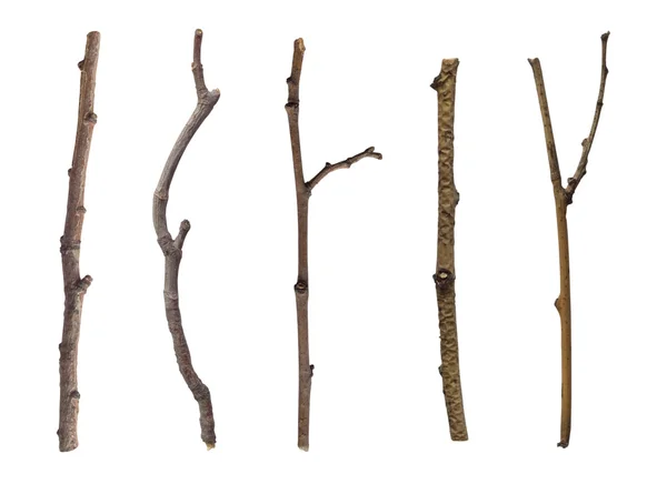 Sammlung von Zweigen — Stockfoto
