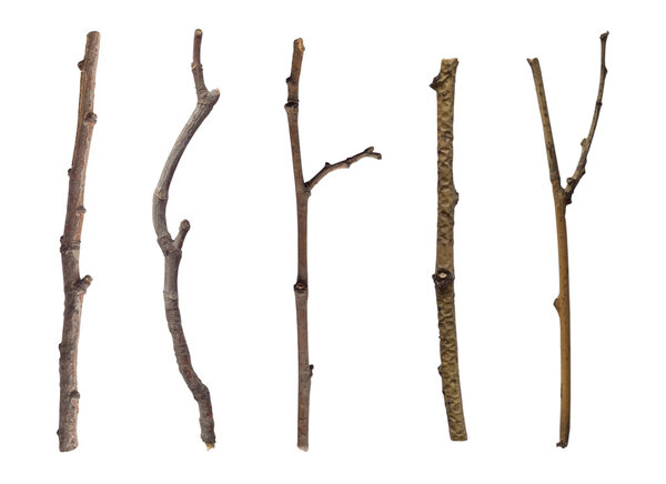 Collection of branches