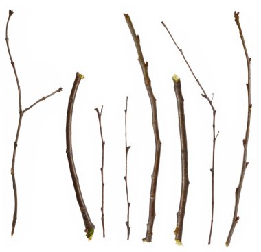 Collection of branches clipart