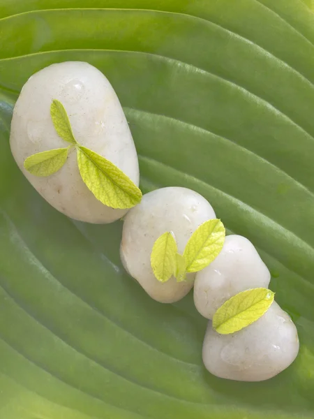 Яркие камни со свежими листьями, концепция спа — стоковое фото