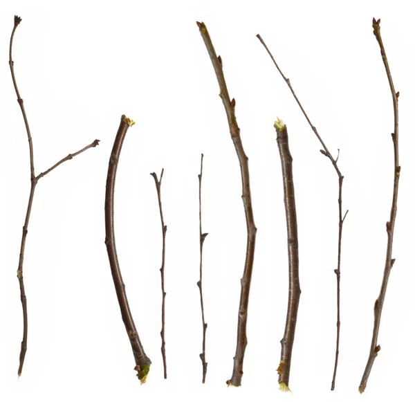 Samling av grenar — Stockfoto