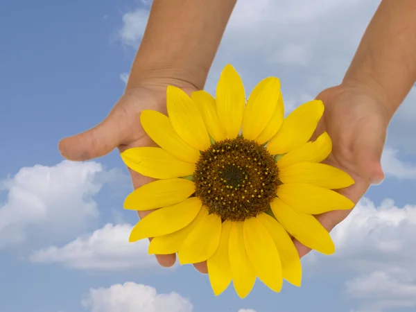 Sun in the child's hand, hands holding sunflower — Stock Photo, Image