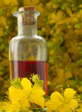 Oil of St John's wort clipart