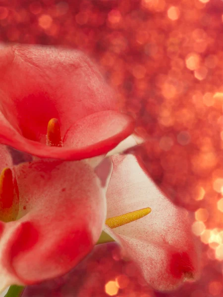 Kırmızı çiçek, makro — Stok fotoğraf