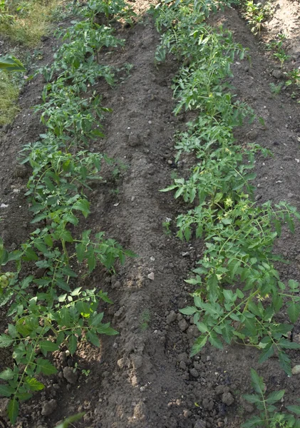 Filas de tomate de primavera, detalle del campo de tomate — Foto de Stock
