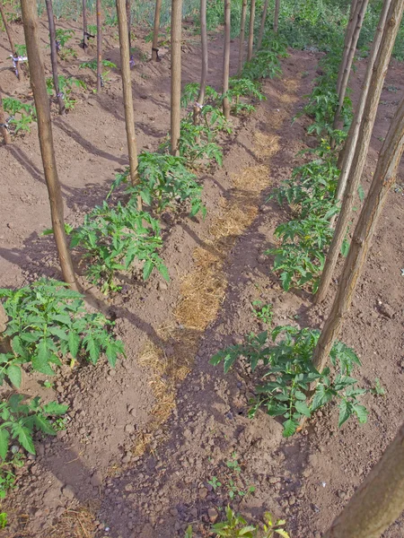 Reihen von Frühlingstomaten, Detail des Tomatenfeldes — Stockfoto