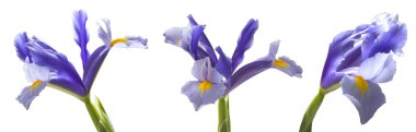 Iris çiçek izole