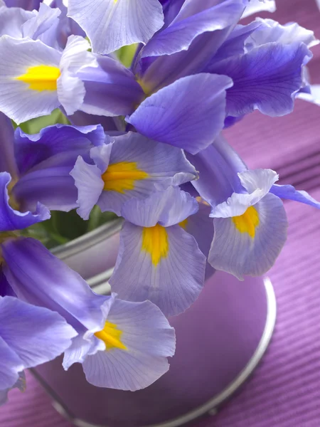 Iris květiny — Stock fotografie