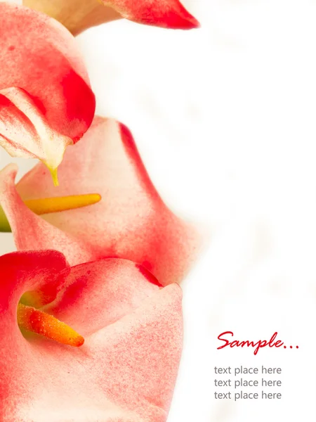 Rote Calla-Blüten — Stockfoto