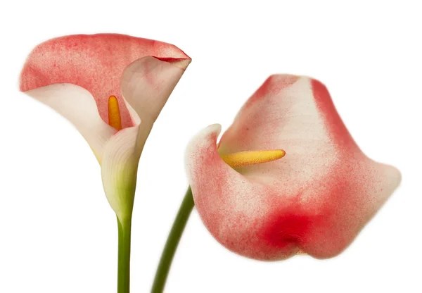 Two red calla flowers — Stock Photo, Image