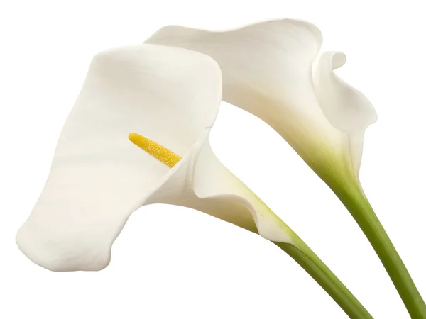 Calla-Blumen — Stockfoto