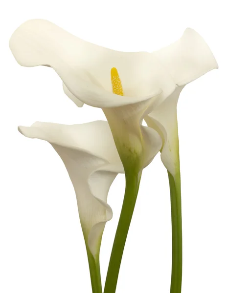 Calla λουλούδια — Φωτογραφία Αρχείου