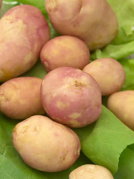 Batatas de primavera na folha de salada verde — Fotografia de Stock