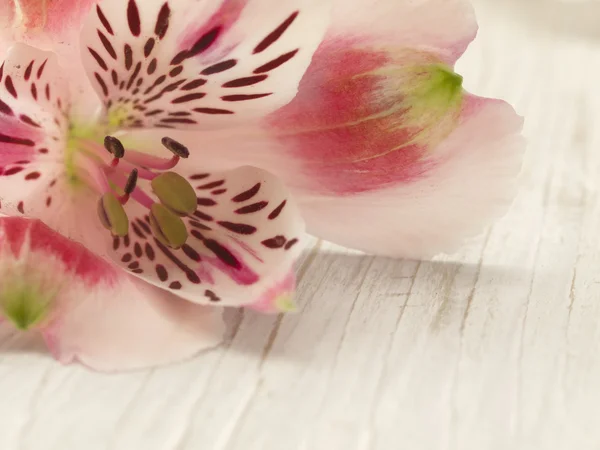 Orchidej květina na dřevěném pozadí — Stock fotografie