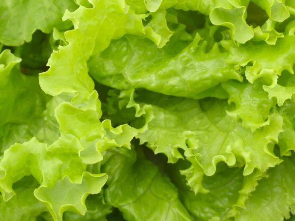 Зеленый салат, крупный план — стоковое фото