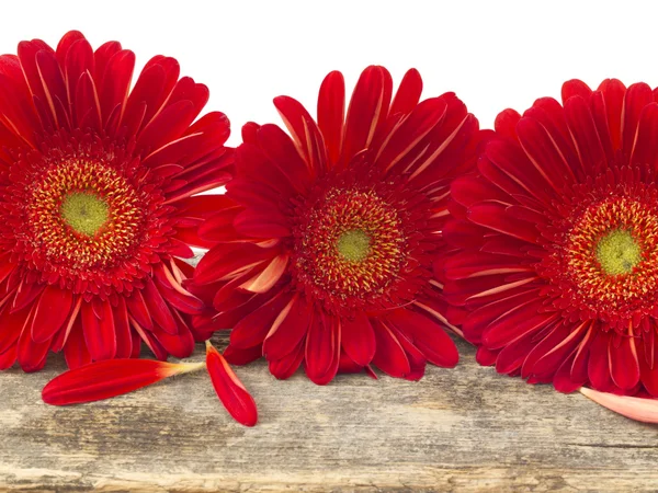 Red gerbera flowers — Stock Photo, Image