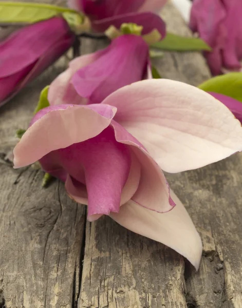Magnolia λουλούδι — Φωτογραφία Αρχείου