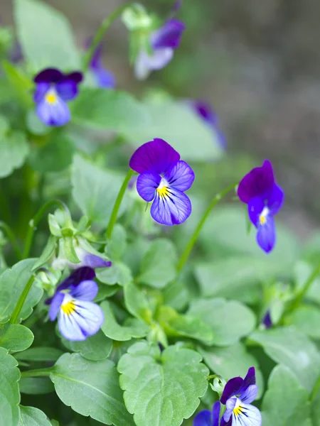 Violet little flowers Stock Image