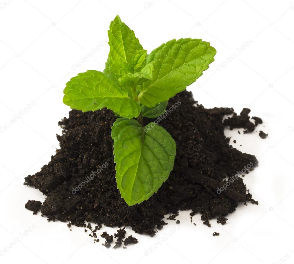 Mentha plant on the soil isolated
