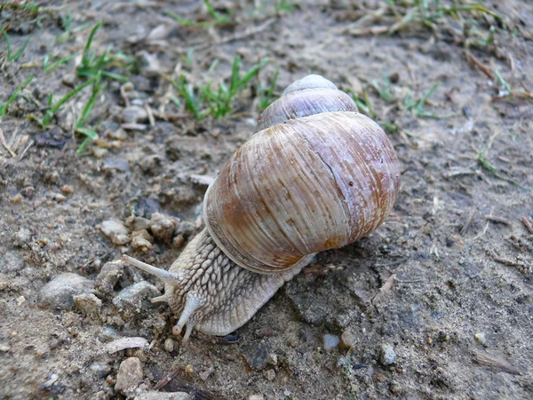 Stock image Macro shot Snail