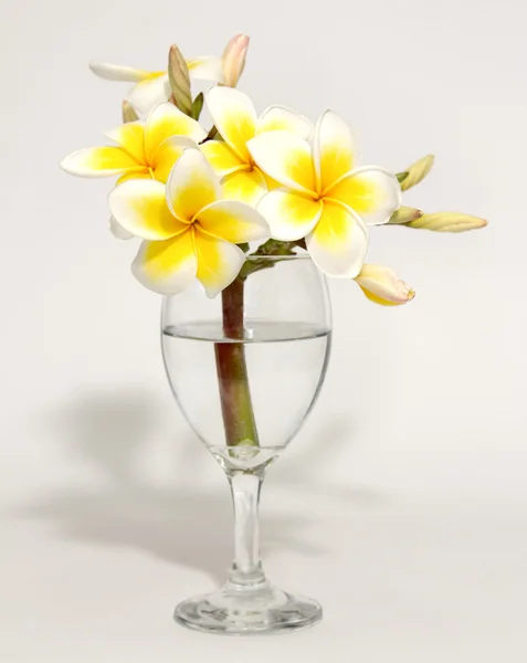 Fiori bianchi e gialli nel bicchiere di vino — Foto Stock
