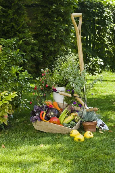 Légumes et plantes — Photo