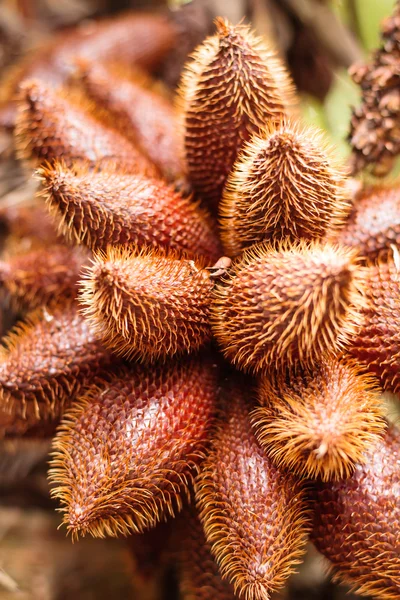 stock image Salacca zalacca, Thai sweet fruit.