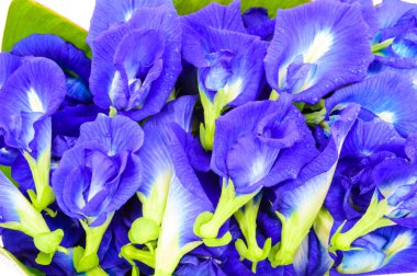 Clitoria ternatea also known as the Butterfly Pea Flower. clipart