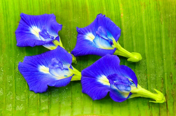 Clitoria ternatea también conocida como la flor de guisante de mariposa —  Fotos de Stock