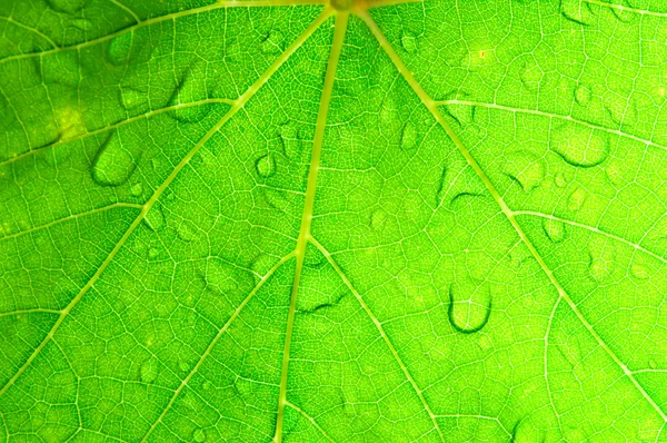 Zbliżenie zielony liść winogronowy tekstura tło. — Zdjęcie stockowe