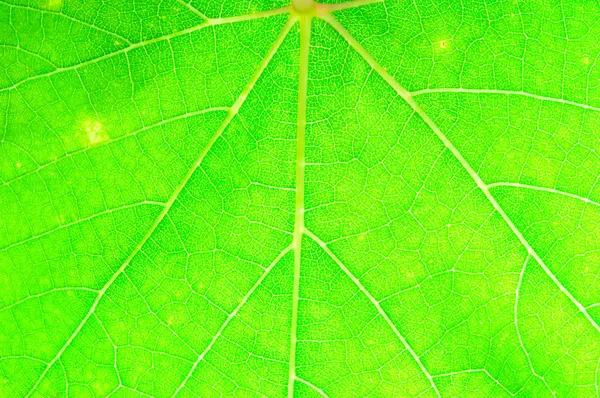 Closeup of green grape leaf texture for background. — Stock Photo, Image