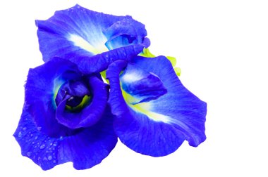 Clitoria ternatea