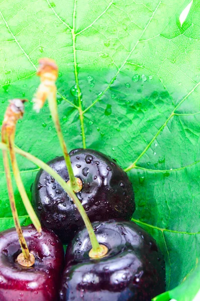 Cerezas maduras sobre fondo de hoja verde . —  Fotos de Stock