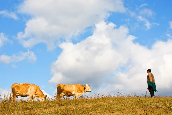 Landscape with cows and old man — Stock Photo, Image